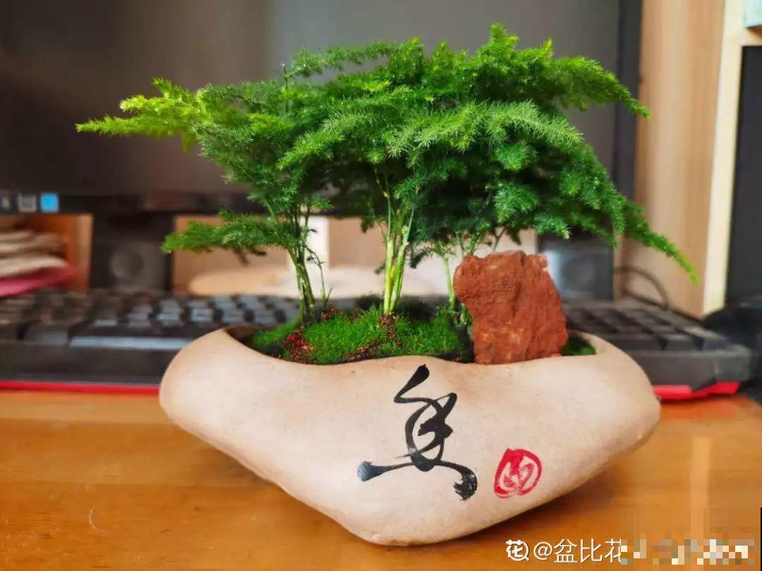养这花别心软，遇到黄叶狠心剪，越剪长得越快！
