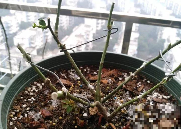 月季冬天就得剪，剪早剪晚都不行，不然连芽都不长！