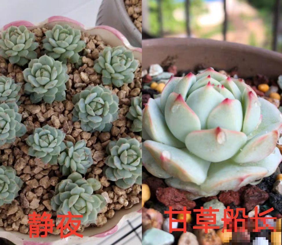 这种多肉，是界内的群生小霸王，长得跟一朵朵小花似的！