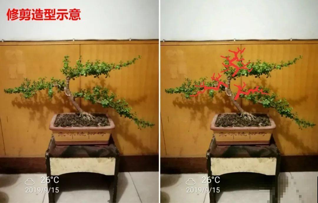 一到冬天，金枝玉叶就开始掉叶子，再不救，早晚成光杆！