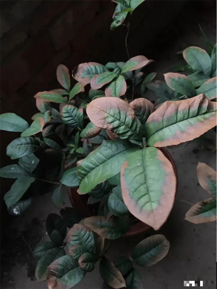 家里有这花，冬天不能太保暖，低温冻一冻开花才更旺！