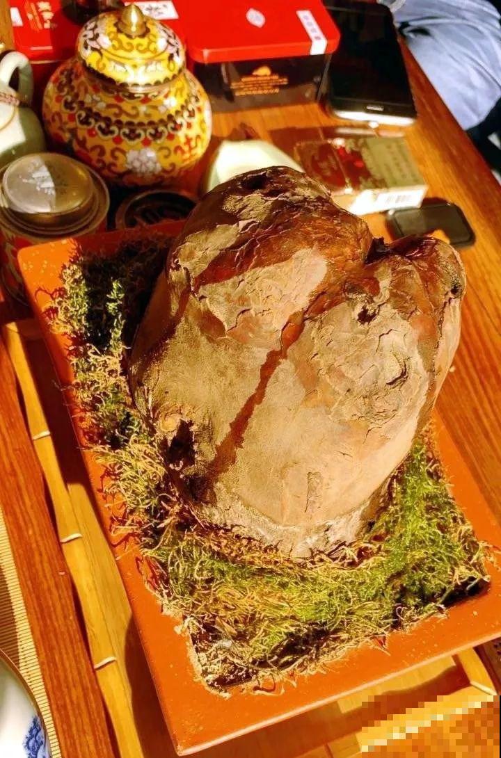 看见这花可别买，忍住，小心被忽悠，花钱买气受！