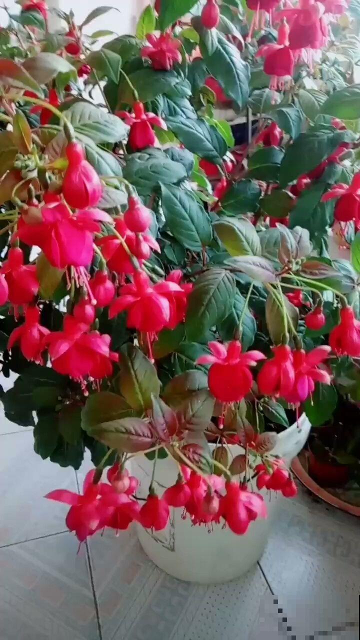 家里养盆“灯笼花”，纳福招好运，红红火火真喜庆