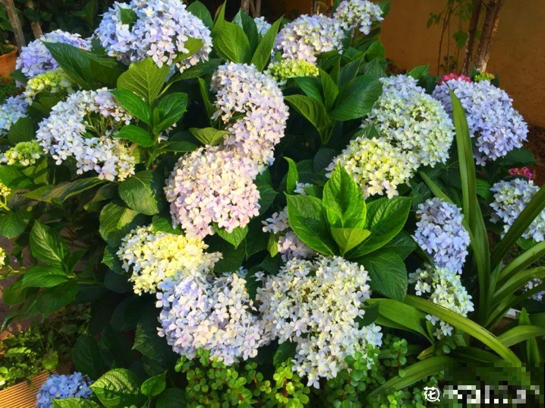 梦想的生活，花前忙碌，树下喝茶，足矣！