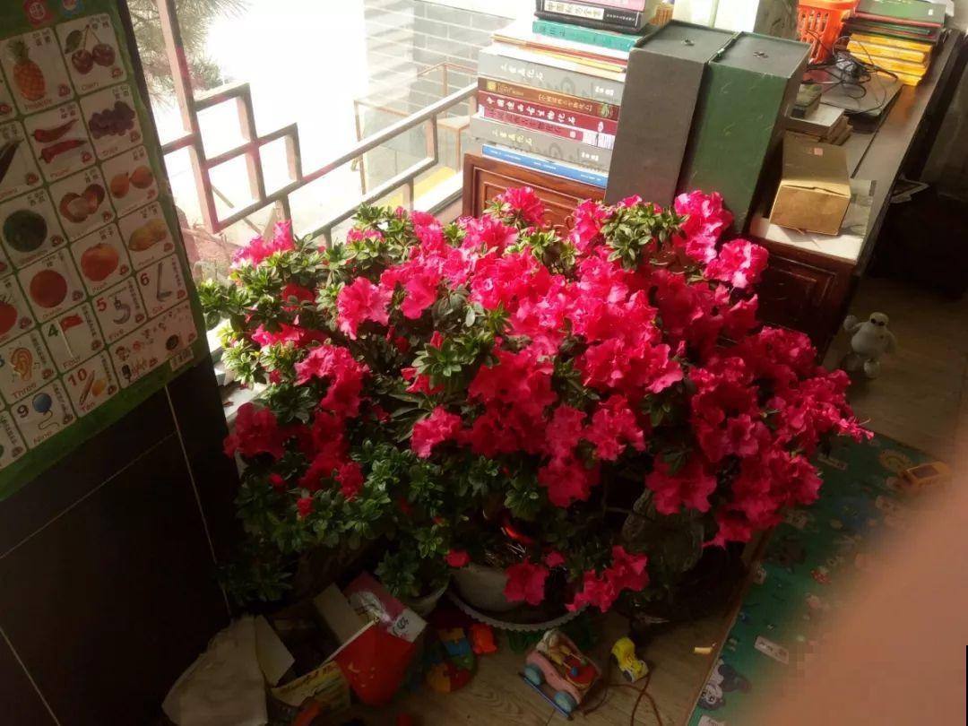都说这花难养，10年不换盆，年年开花成宝贝！