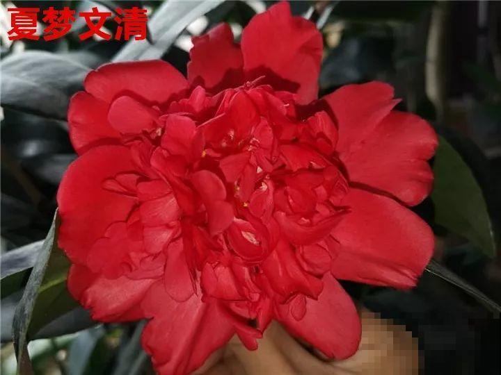 这花想要冬天开，就得狠心剪两刀，满树红花惹人爱！