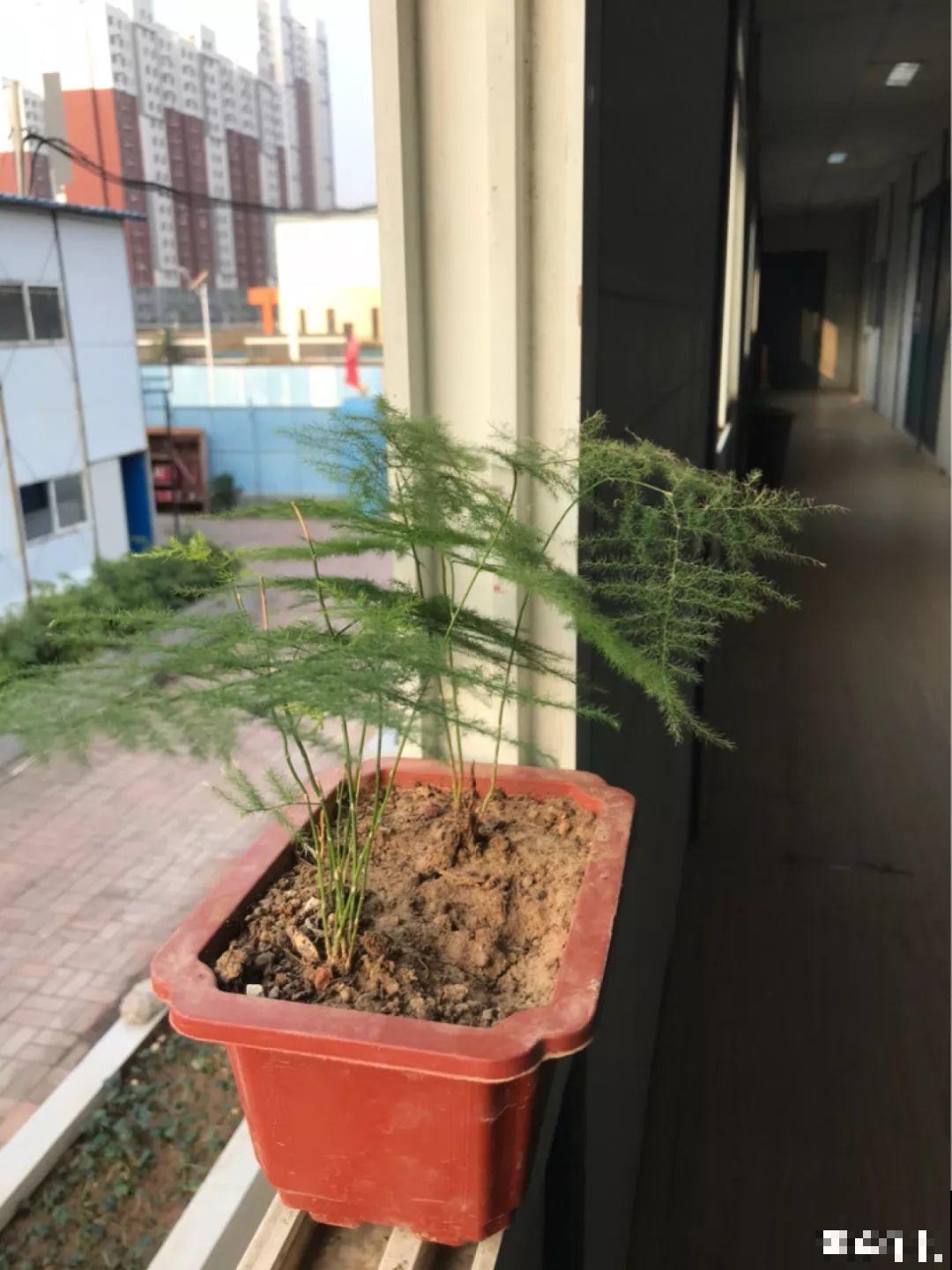 这4种花最怕二手烟，连着熏两天，叶子花花往下掉！