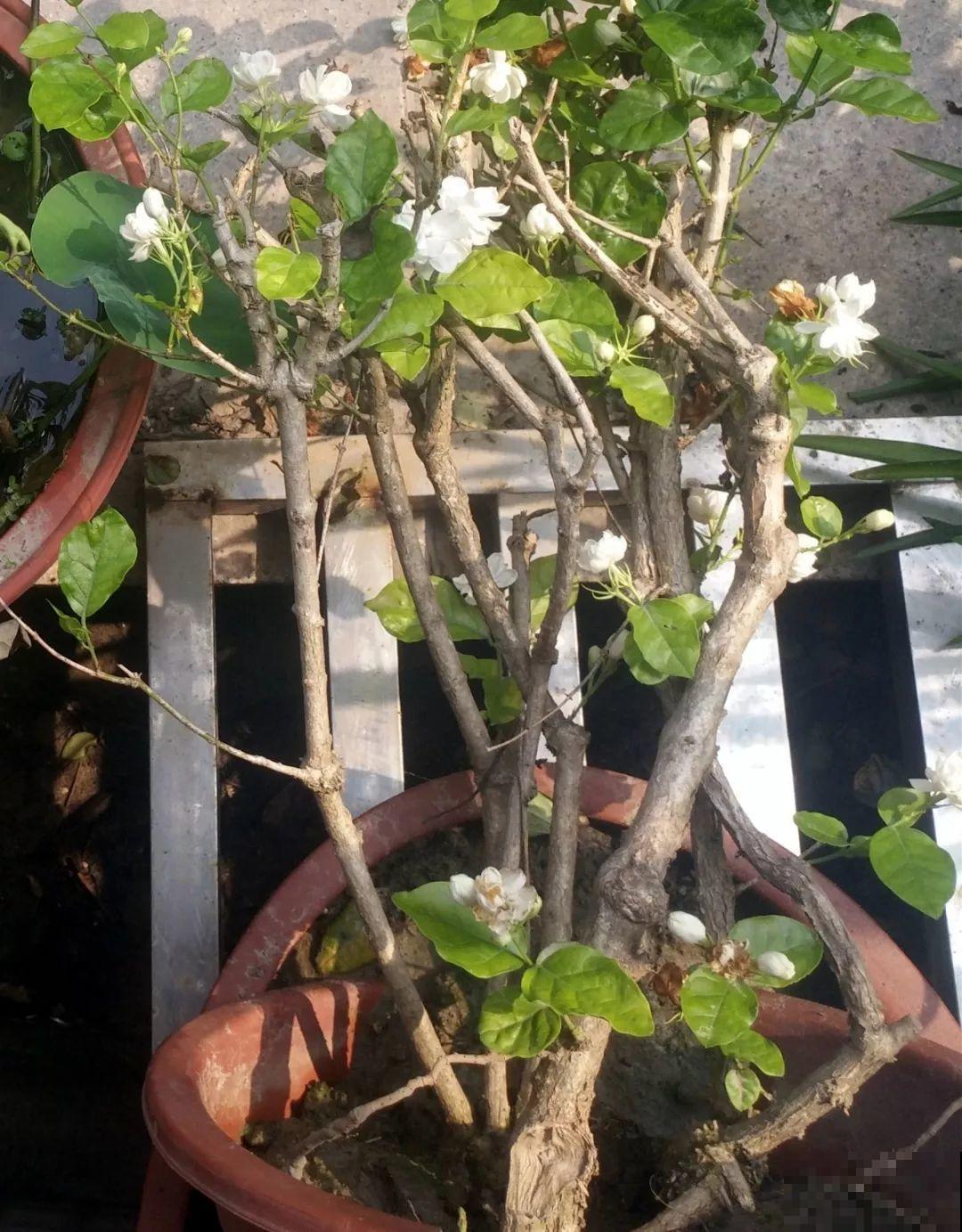 这花不能养太老，越老越不爱开花，最后变成木疙瘩！