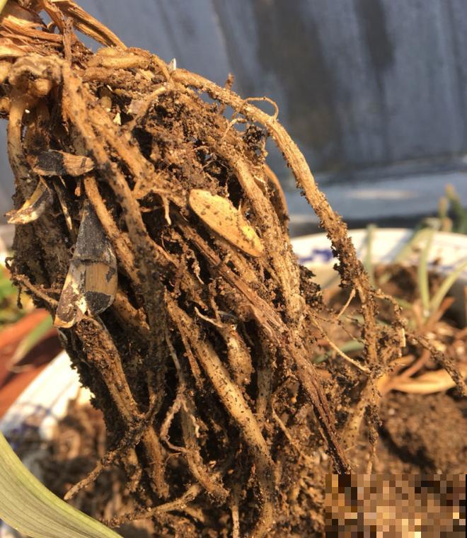 家里这种土不要养花，否则养一棵死一棵，趁冬天空闲赶紧改良！