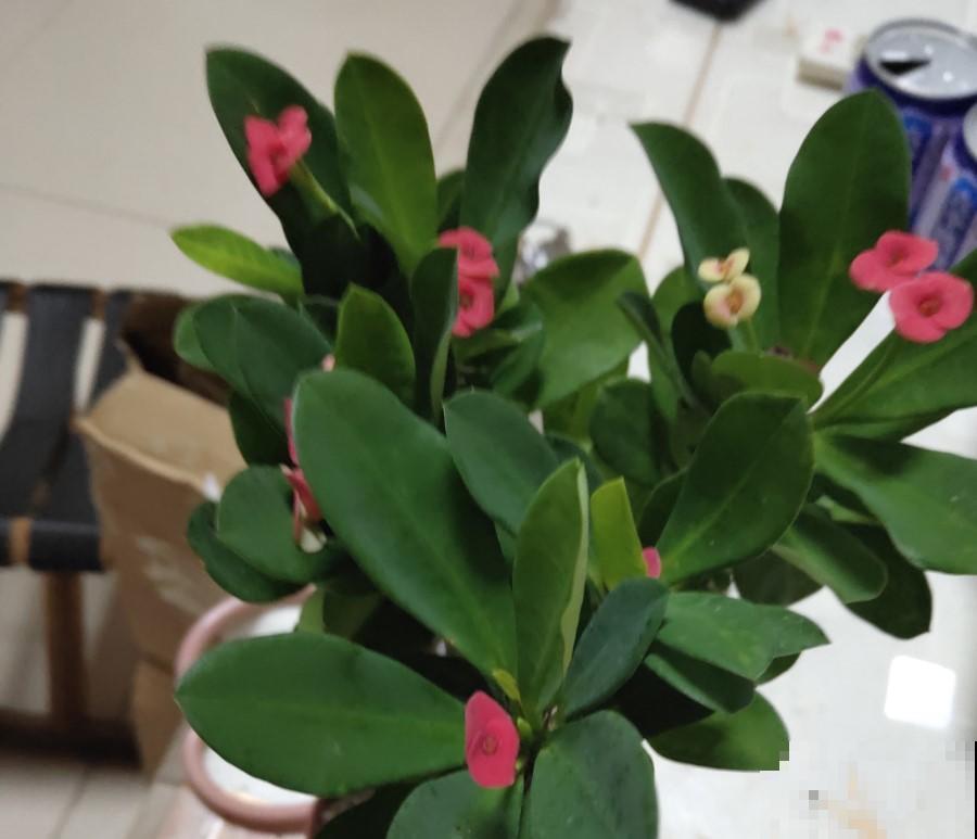 冬天的虎刺梅咋养护？学一招，3个月后就能开花了！