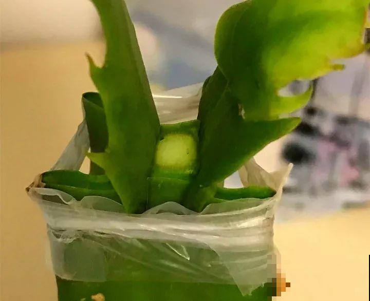蟹爪兰嫁接技巧，少浇水撒点它，新手也能轻松养生根！