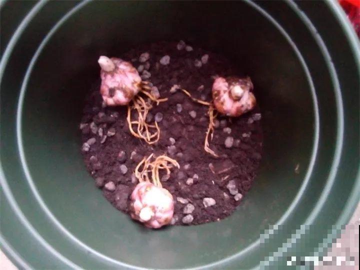 养这花真赚钱，一年能生3麻袋，邻居朋友抢着要！