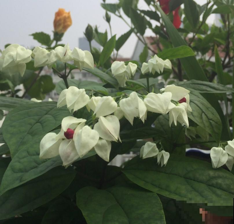 这花还能吐小珠子，开花美到爆，一年四季能赏花！