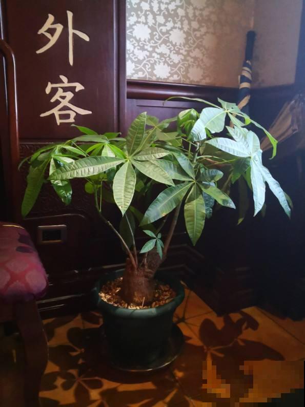 家里的花摆对位置，才能事事顺心，发大财！
