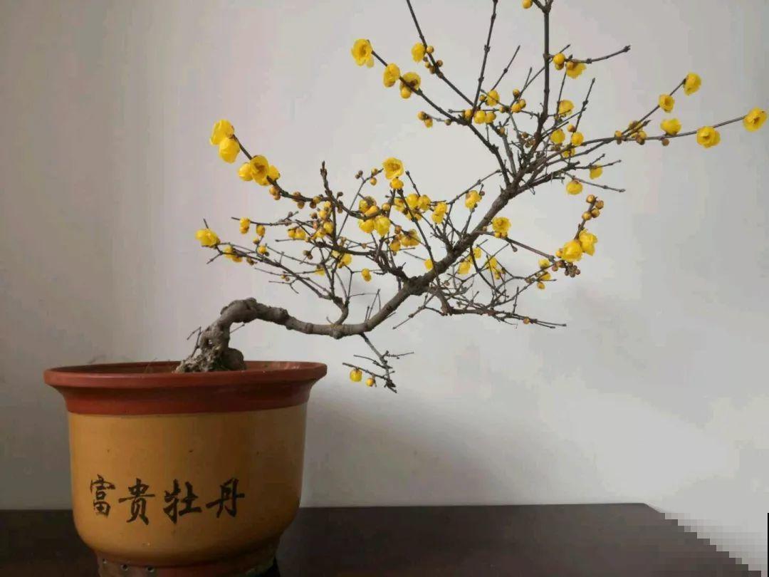 这6种花现在养，一个月后就开花，红红火火过新年！