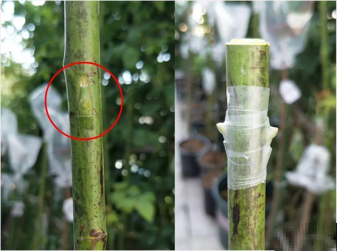 辞职回乡，这是他为养花做过最疯狂的事，却让人人都羡慕！
