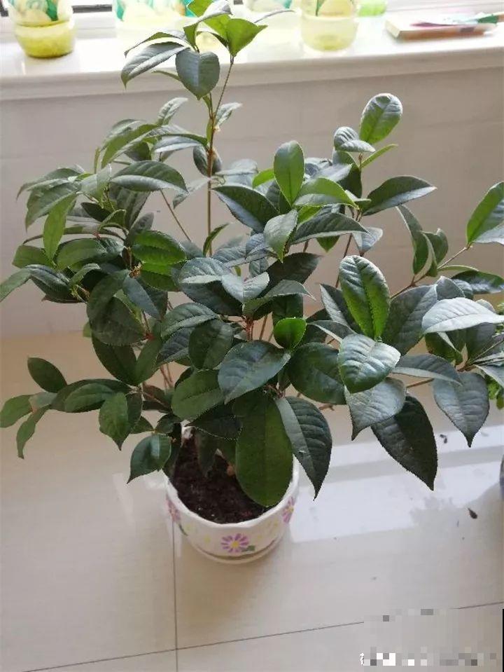 家里有这花，冬天不能太保暖，低温冻一冻开花才更旺！