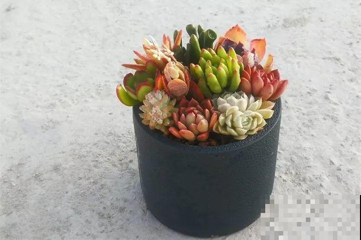 比绿萝还好养的花，一块钱一棵，就适合现在种！