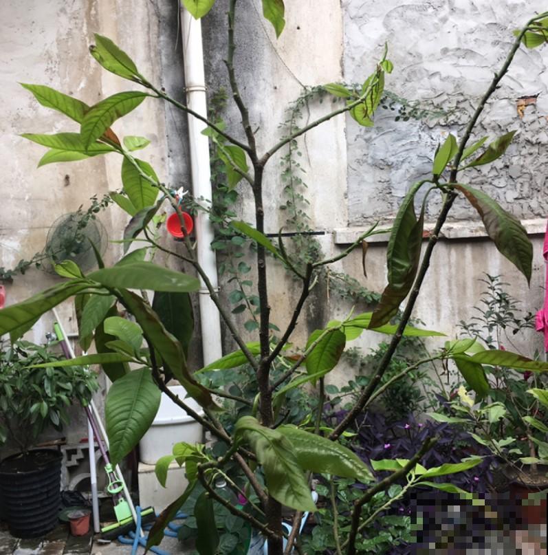 4种最美兰花，不知养什么兰，就选这些！
