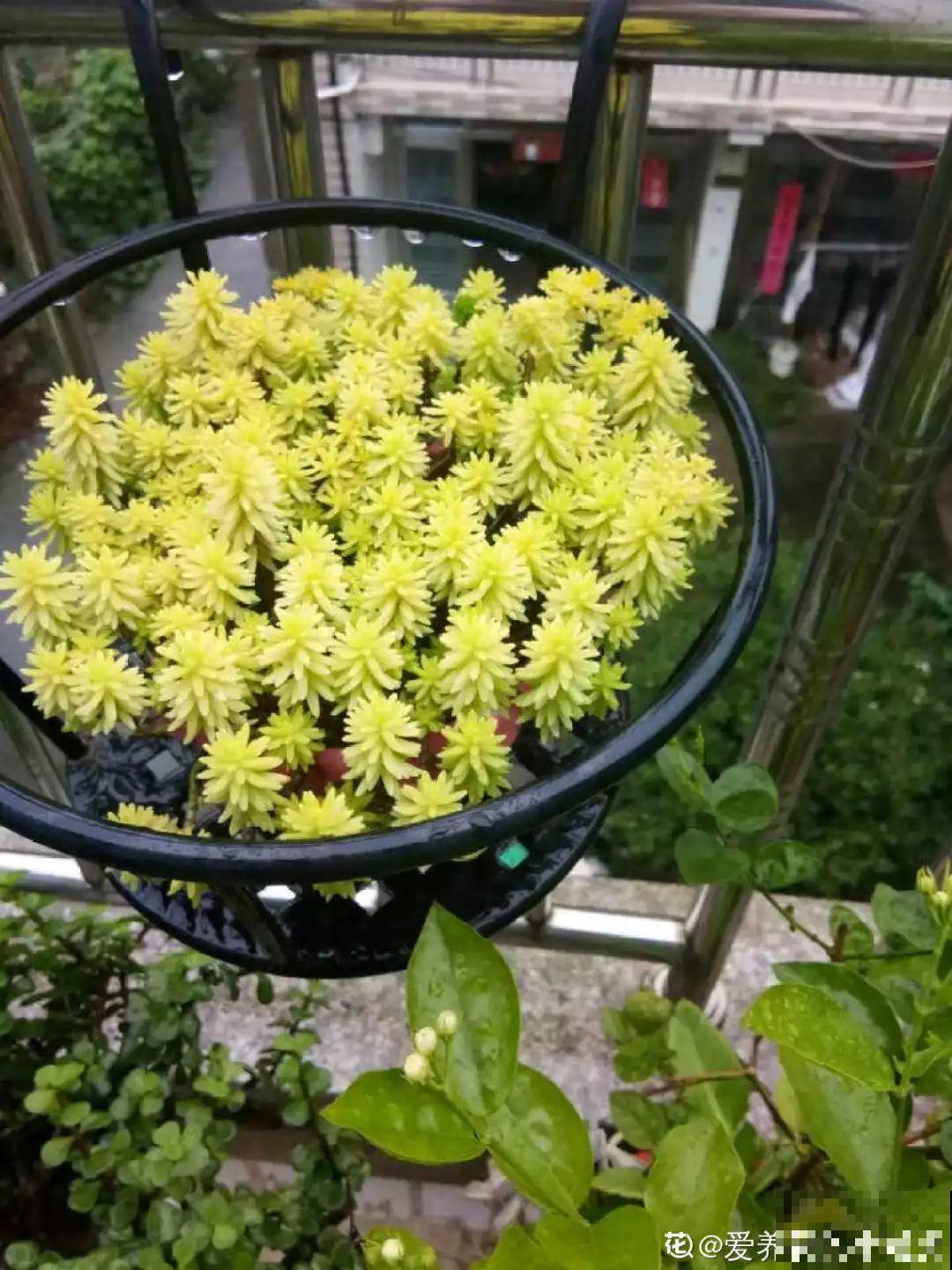 适合过年养的6种多肉，红红火火，每盆都有好寓意！
