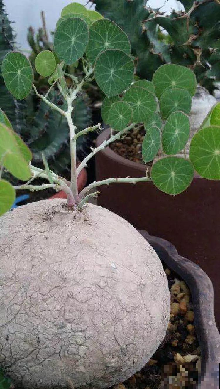 这花长得像海胆，3棵就卖五位数，真的有人要吗！