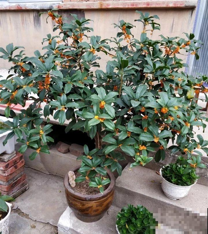 家里有这花，冬天不能太保暖，低温冻一冻开花才更旺！