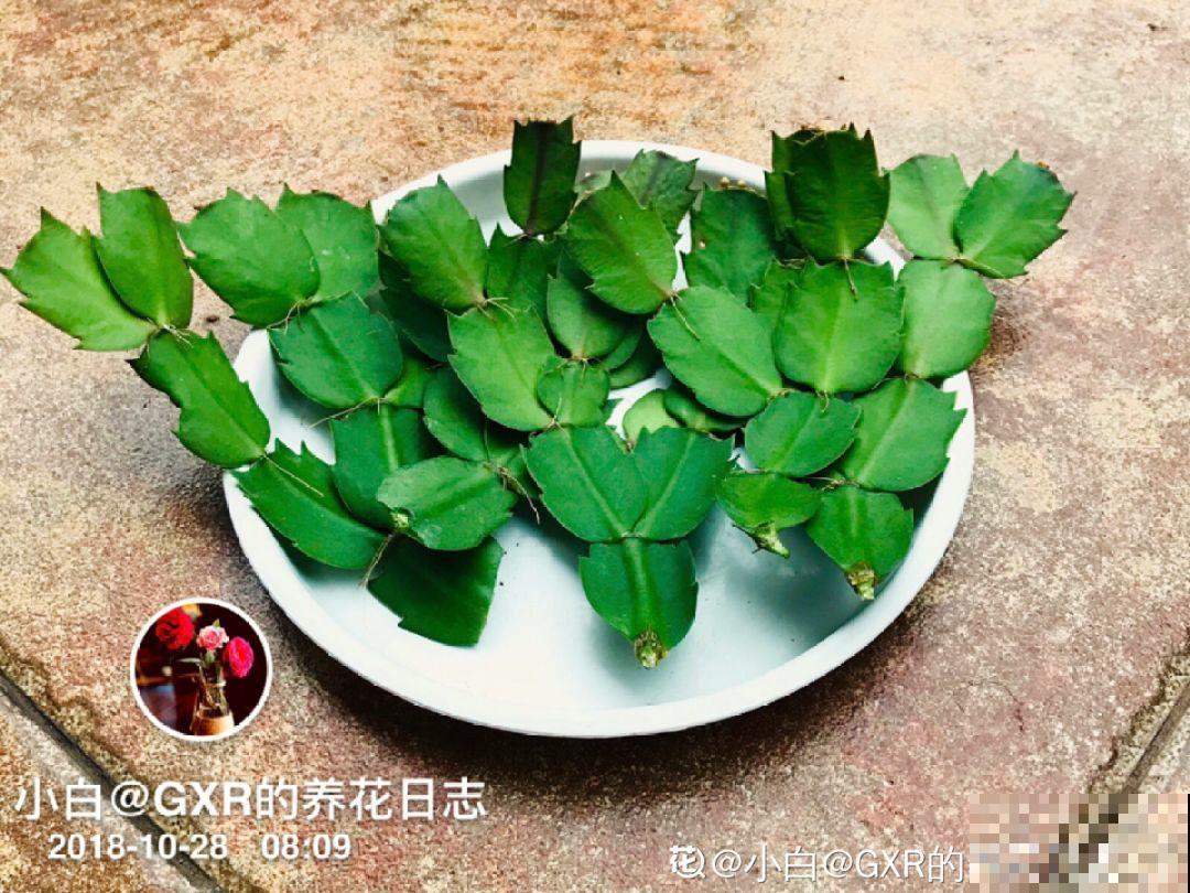 蟹爪兰刚开花，他把30个花苞全摘了，真心疼！