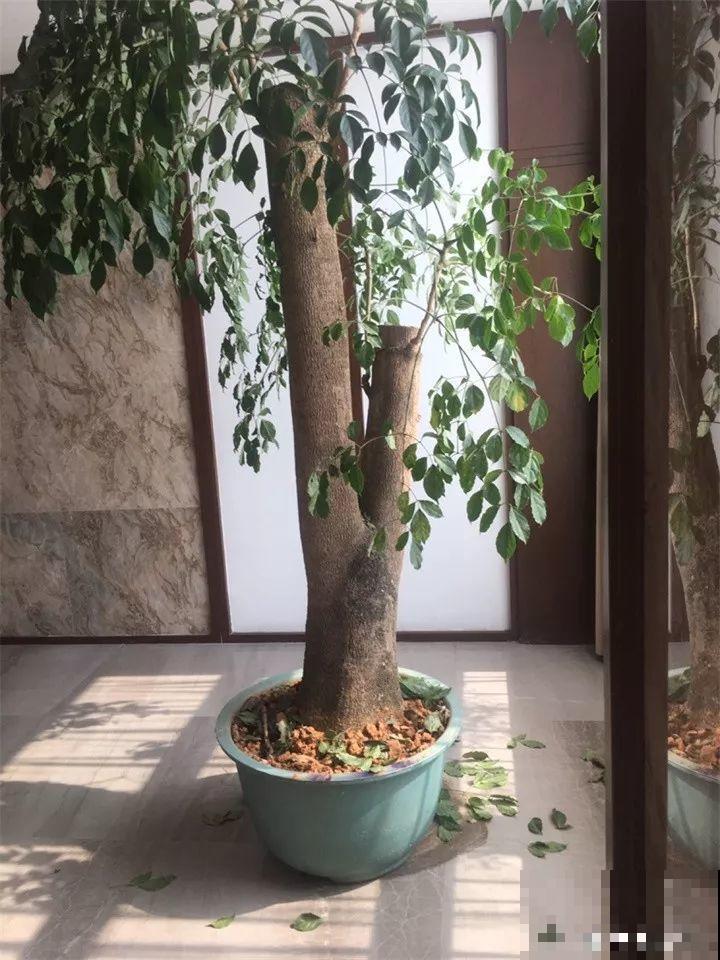 高价买的守家树，穷养才能长得旺，一盆能活20年！