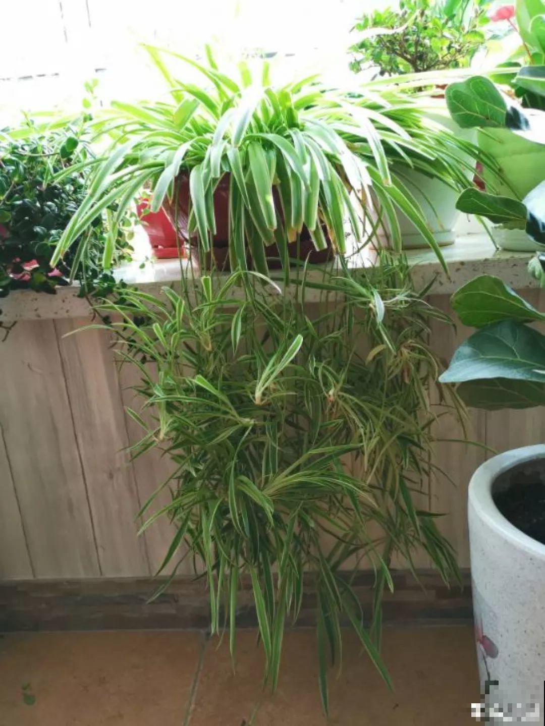 这4种花养在家里，就是一个小型的加湿器，不干不躁真舒服！