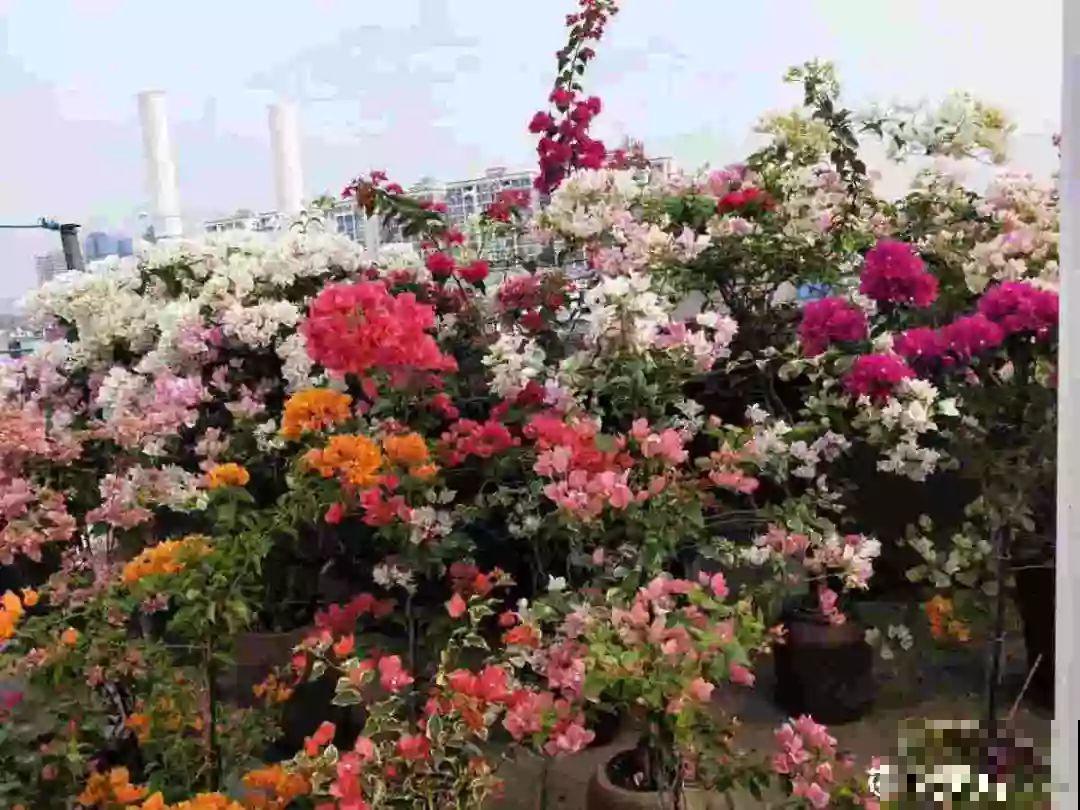 这6种花开败了？抓紧剪两刀，还能再开两三茬！
