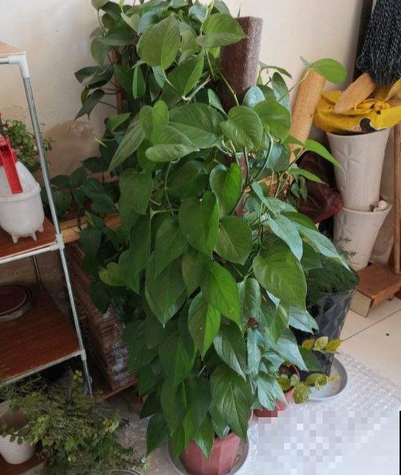 冬天绿萝总黄叶，立马用上这法子，再冷也能绿到晃眼！