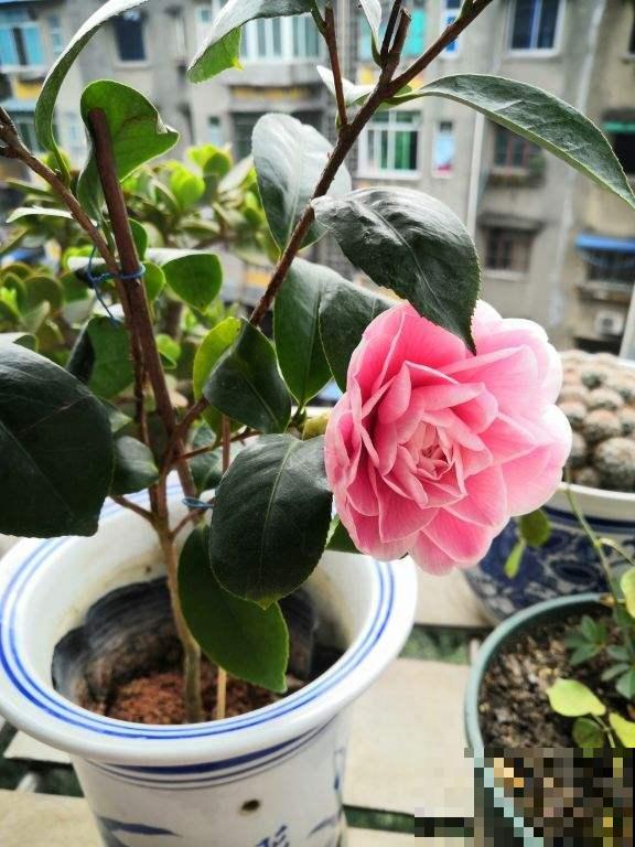 自制养根水，每月给花浇一点，叶子不黄根长得旺！