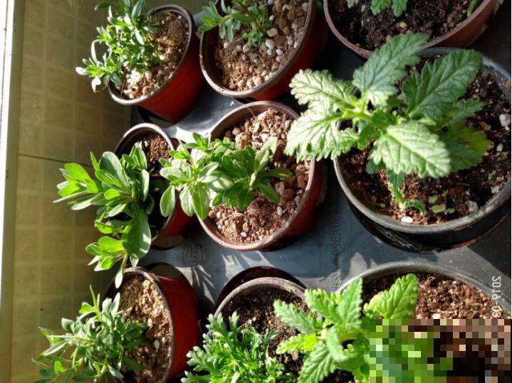 这6种花不能长太高，一长高就剪，越矮越值钱！