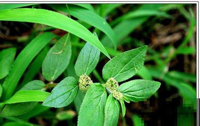 这野外杂草模样奇特，叶子像对精灵翅膀，花都开在草梗上！