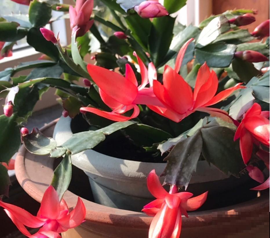 冬季养盆开花勤植物，就选这3种，越开越带劲！