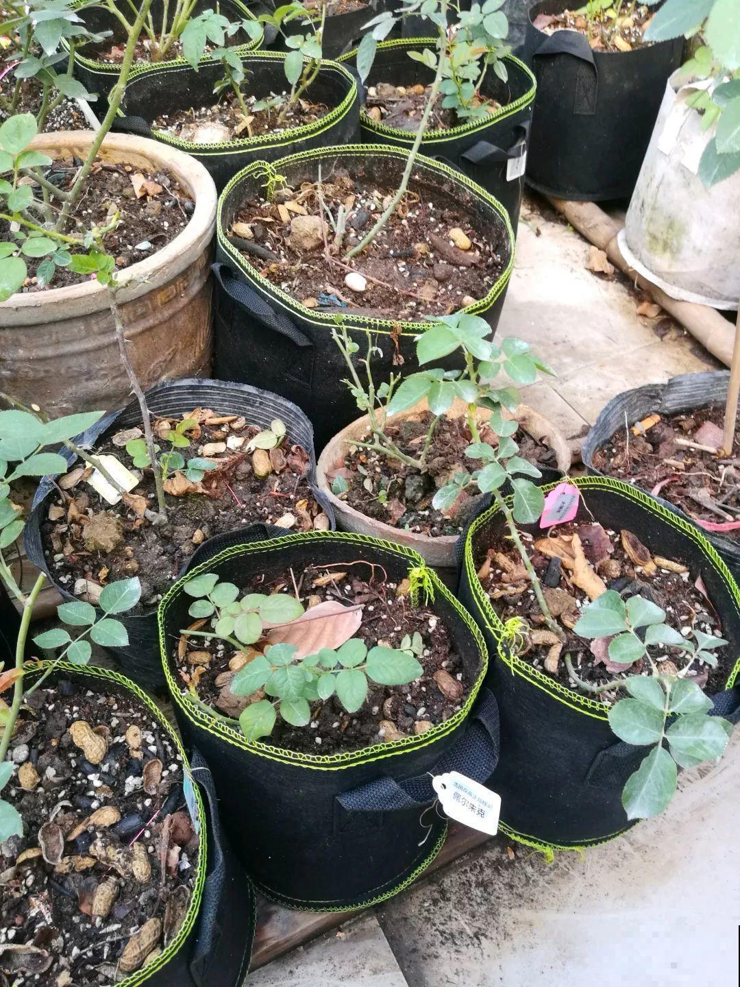 养这花不用土，装进塑料袋喷喷水，叶子绿油油越长越好！