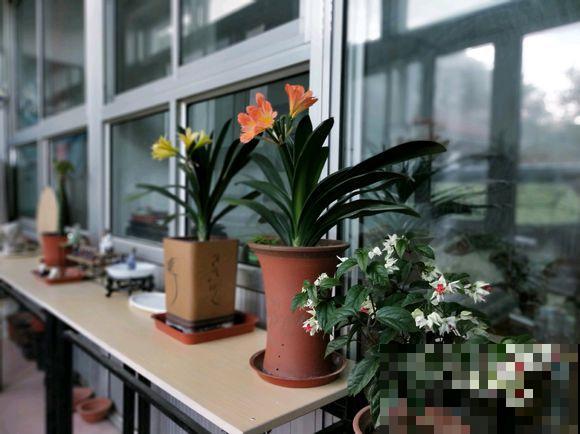 人养花，花也养人，越养你的气质就越好！