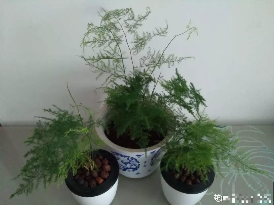 这4种花养在家里，就是一个小型的加湿器，不干不躁真舒服！