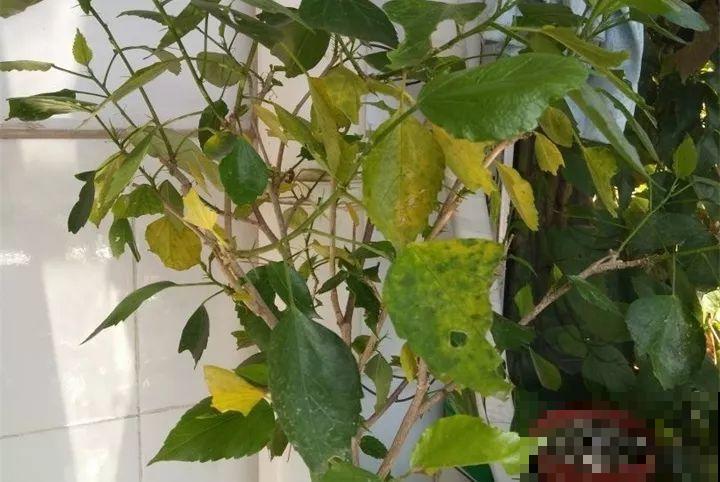 20种花最怕冷，一降温就黄叶，不做准备只剩空盆了！