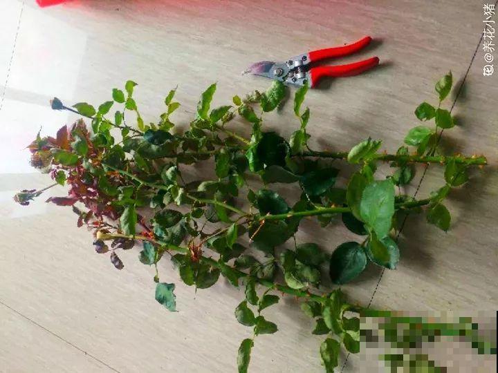 这花不能养太老，越老越不爱开花，最后变成木疙瘩！