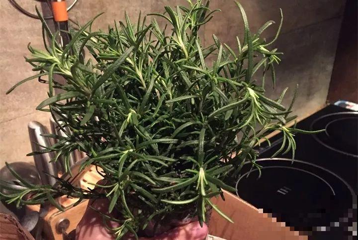 客厅养花不能看心情，注意这两大忌，选对了全家受益！