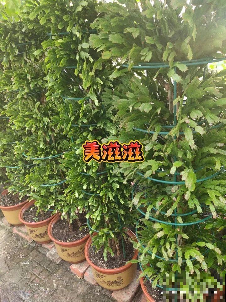 他家的蟹爪兰，一到冬天开成大花树，到底喂了啥好东西！