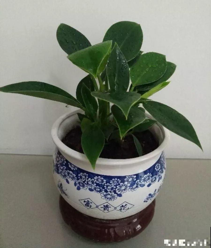 屋里摆这7种花，空气清新少生病，整个冬天绿油油！