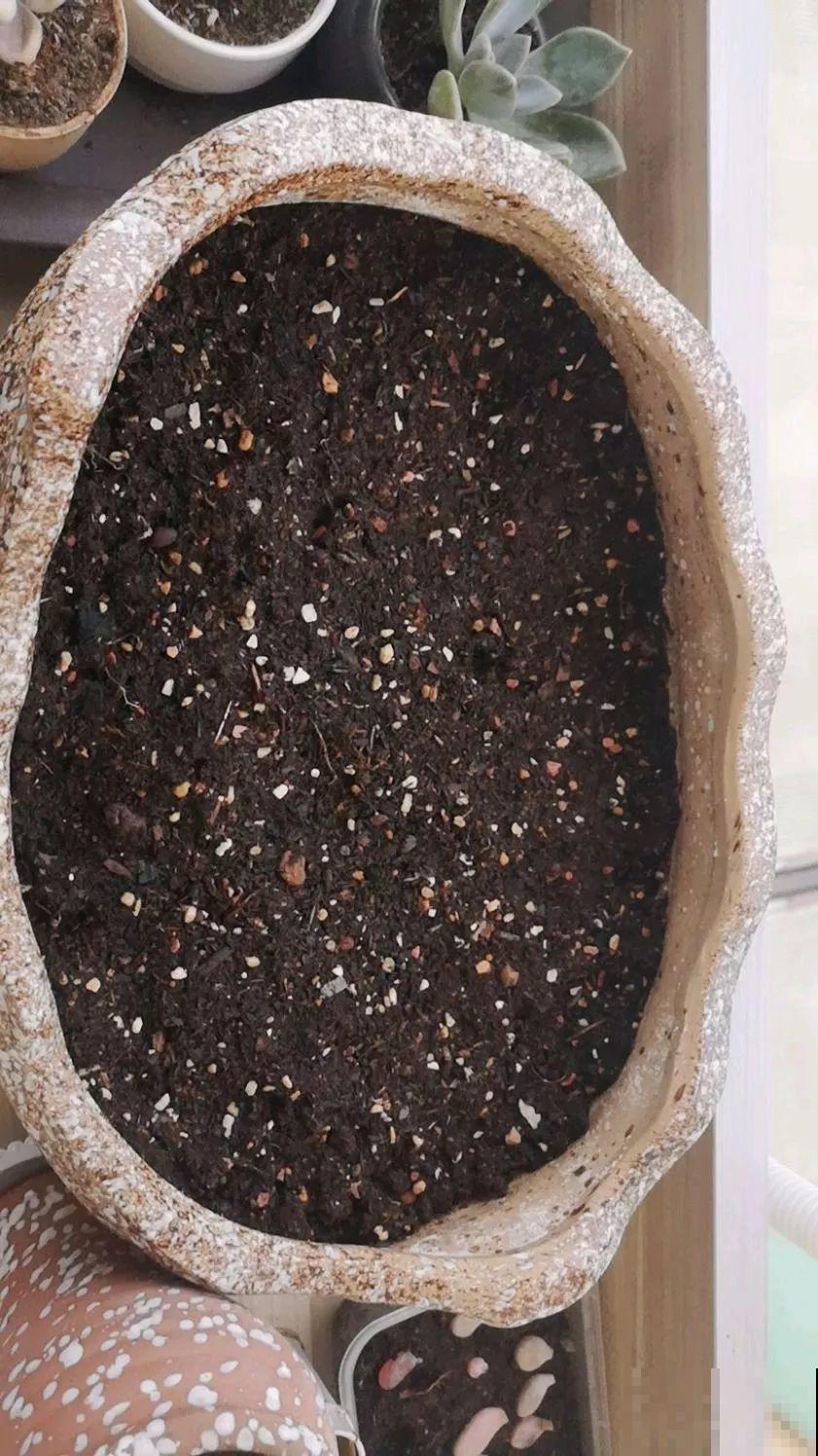 路边碰见这3种果子，捡一把带回家，丢盆里长成发财树！