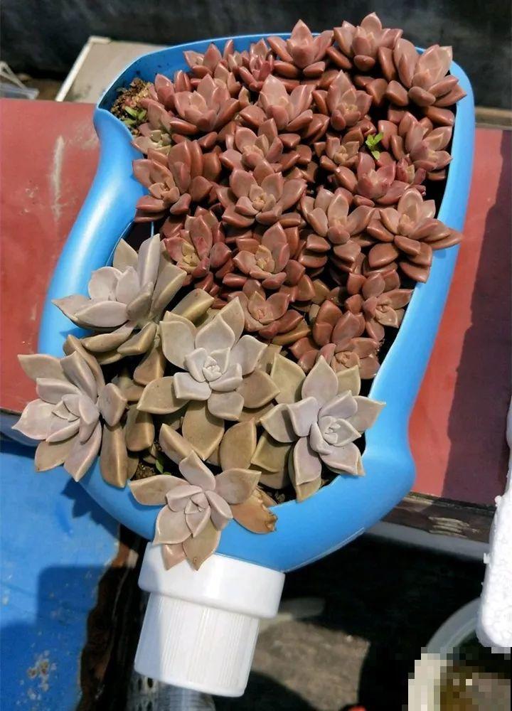 姐姐的快递箱，全部种满多肉，比盆栽的效果还要好！