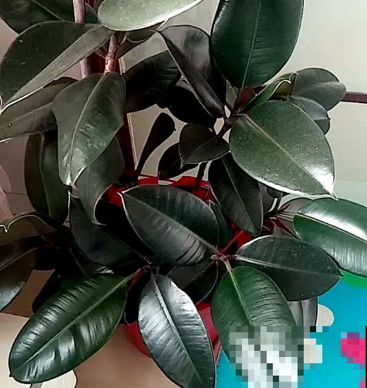 这10种耐阴花，摆客厅真好看，养一盆就上瘾！