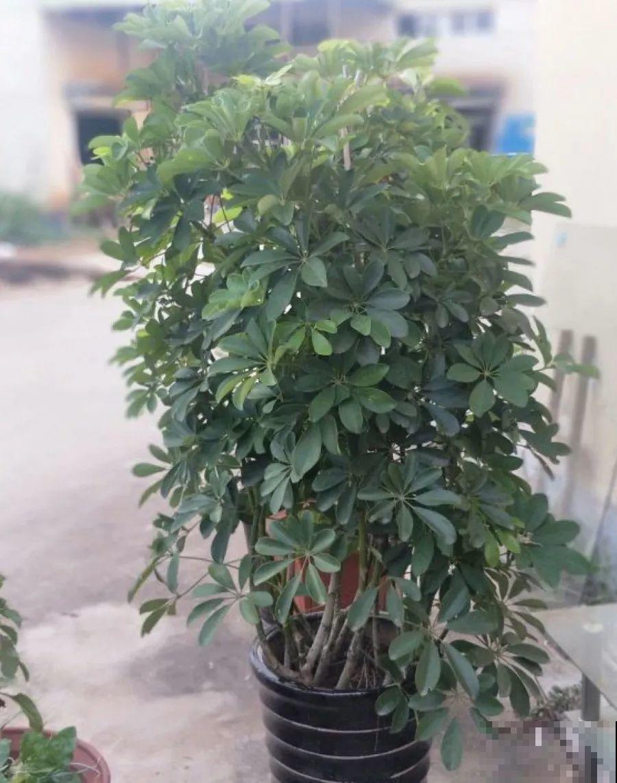 高价买的守家树，穷养才能长得旺，一盆能活20年！