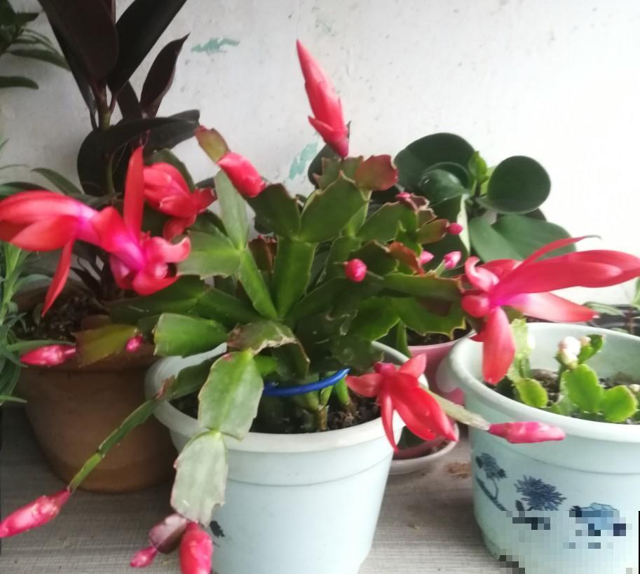 冬季养盆开花勤植物，就选这3种，越开越带劲！
