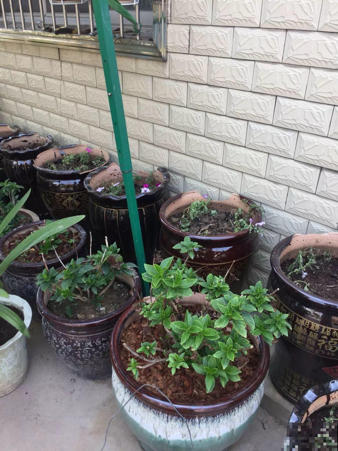 年底了，养花人多出门溜溜，能捡不少好东西！