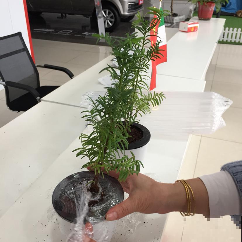这花是出了名的不好养？教你几招，啥毛病也没有了！